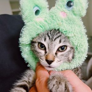 Meet your Posher, Tatum